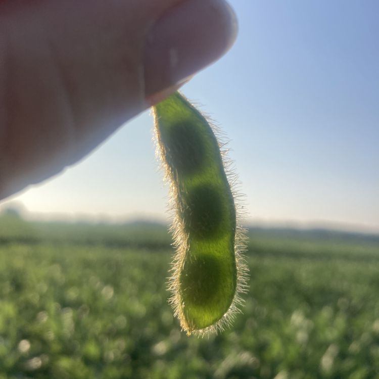 A soybean pod held up to the sunlight to show the outline of the beans inside.