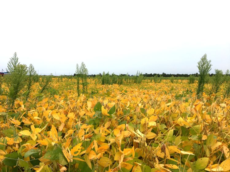 Horseweed/marestail in a soybean field. Photo by Erin Hill, MSU.