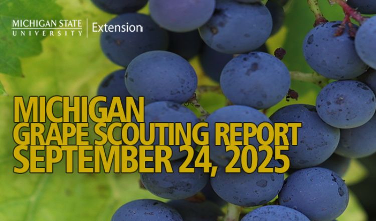 For decorative purposes.