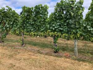 MSU vineyard IPM scouting report – Aug. 28, 2019