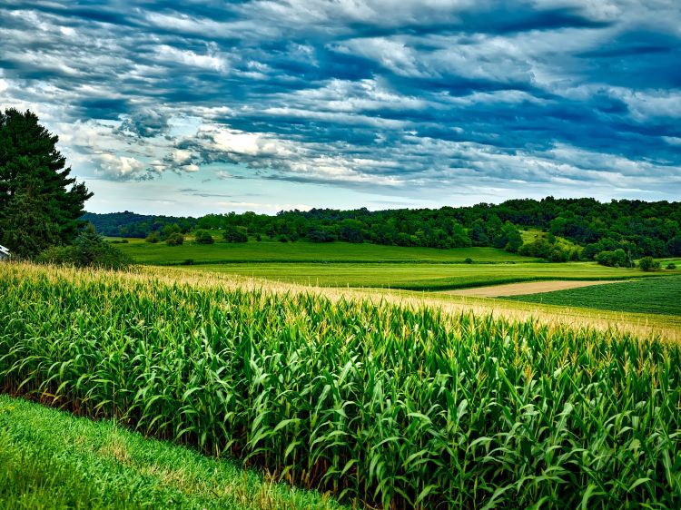 green corn in front of tan winter wheat with a blue clouded sky