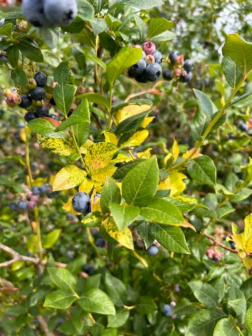 blueberry bush with viral infection