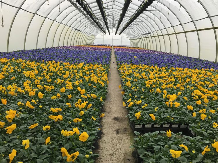 Different kinds of plants growing inside of a greenhouse.