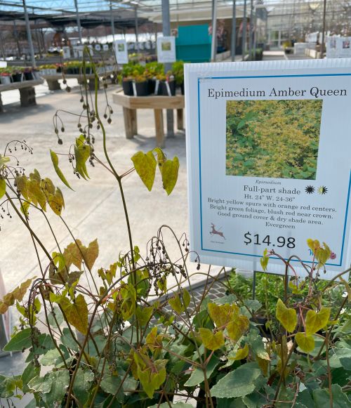A potted Epimedium 'Amber Queen' plant displayed at a garden center, with a sign describing the plant’s features. The sign notes that it thrives in full to part shade, grows 24-36 inches wide and tall, and has bright yellow spurs with orange-red centers and green foliage with blush red near the crown. The plant is labeled as evergreen and costs $14.98.