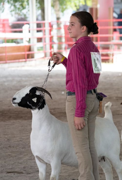 Lillian Wasson showing her goat at a show.