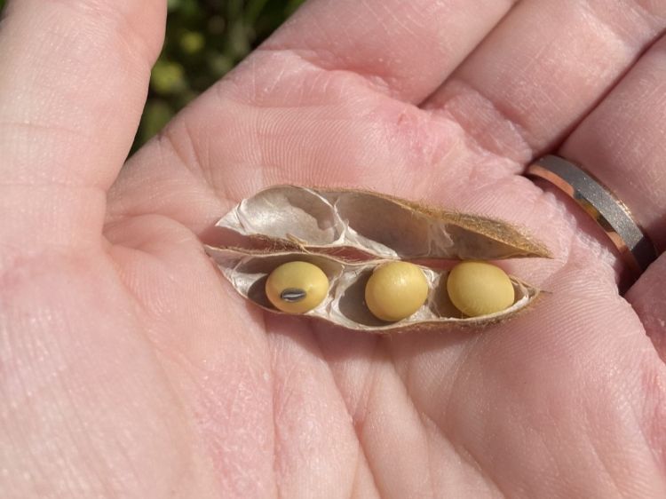 A hand holding a soybean pod with three soybeans in it.