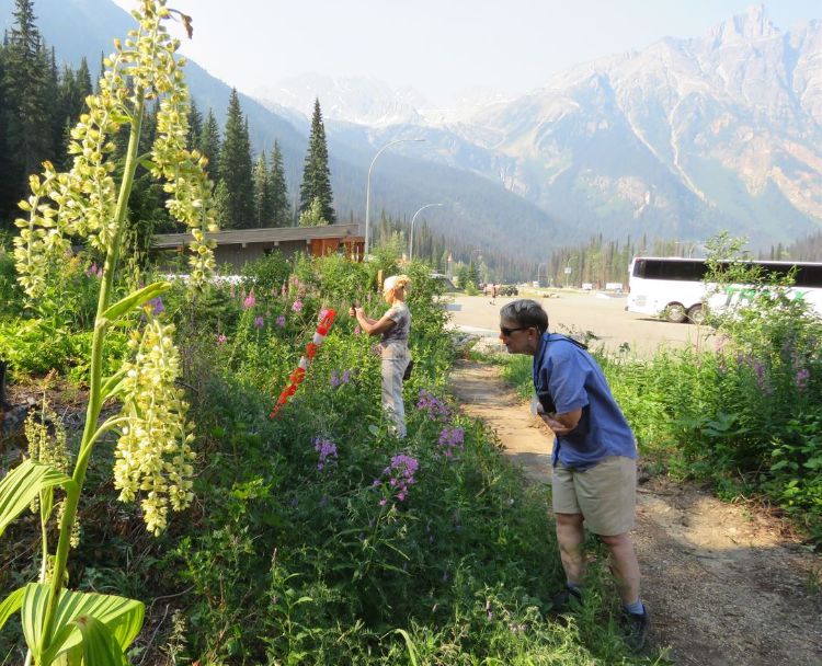 MSU Extension Master Gardeners look closely at native plants growing in the landscape in western Canada.