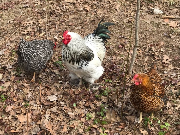 Chickens in an outdoor setting.