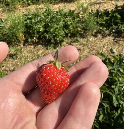 A strawberry held up by a human hand.