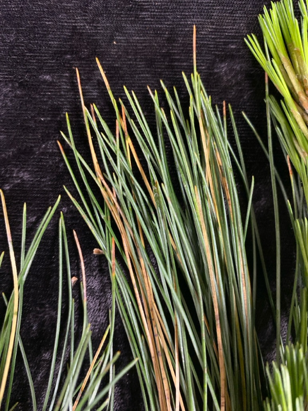 White pine with Brown Spot Needle Blight symptoms.