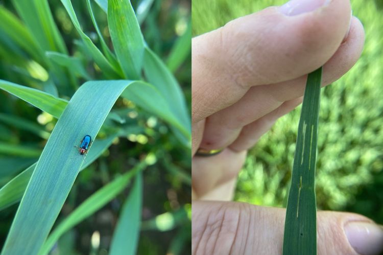 Cereal leaf beetle adult (left) and its linear feeding damage in wheat (right).