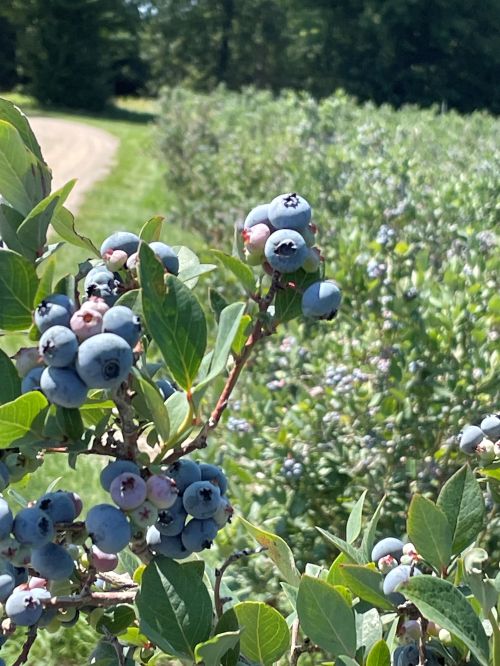 Closeup of ripe blueberries on a blueberry bush.
