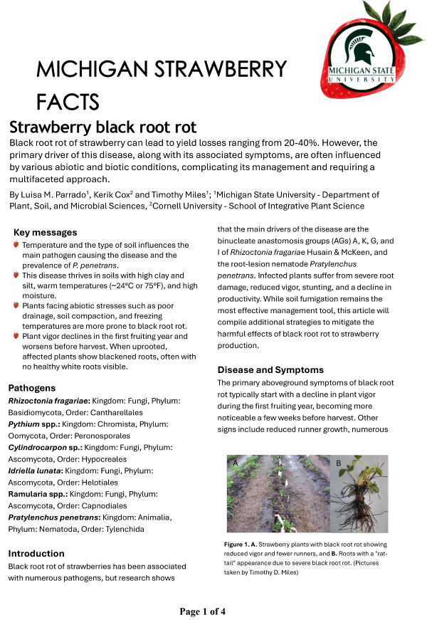 For decorative purposes.