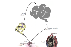Delayed milk ejection and reduced milk yield