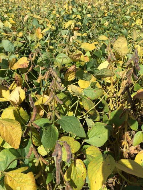 Soybeans plants with yellow leaves.