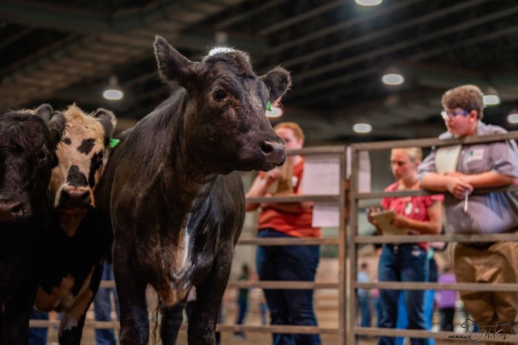 Youth in the background behind a gate; in the foreground is cattle.