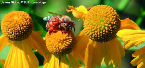 Considerations for disease management