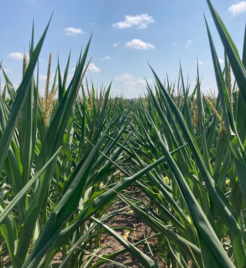 Close-up image of a cornfield under bright sun. The corn leaves are curled, indicating drought stress, with tassels emerging from the top. The sky is mostly clear with a few clouds, highlighting hot, dry weather conditions.