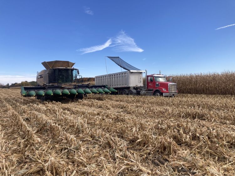 A combine harvesting corn from a field.