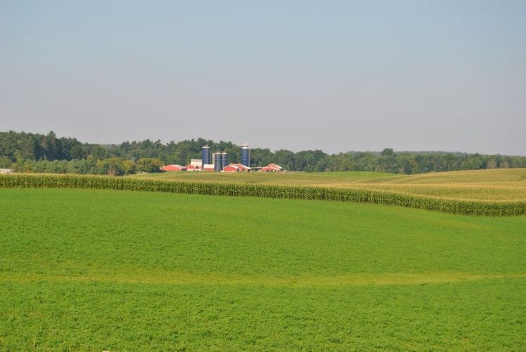 Many farms use best management practices to improve business and prevent site runoff. Green manure, a fertilizer consisting of growing plants that are plowed back into the soil, adds both nutrients and beauty to the landscape. Photo Credit, Linda Ortiz