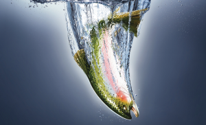 Aquaculture: A local, sustainable protein source