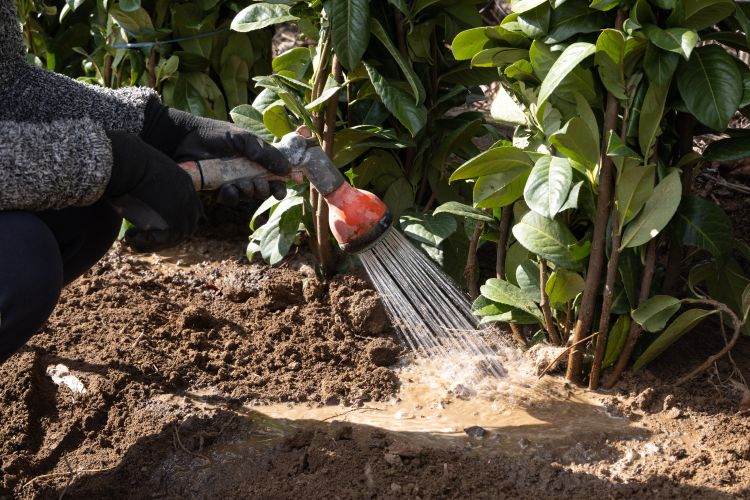 A hose watering the soil where vegetables are growing.