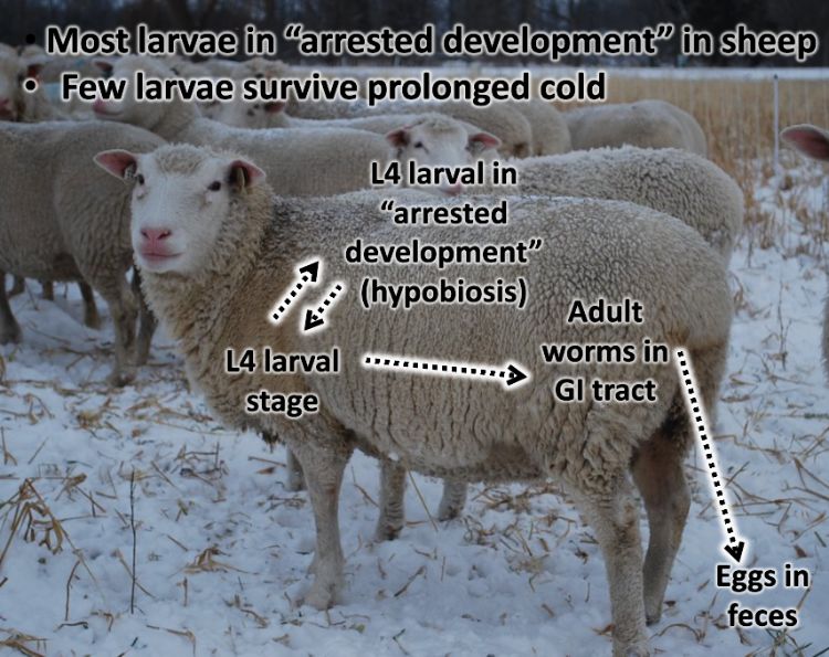 sheep standing with  words superimposed on them, illustrating what is discussed in the image caption