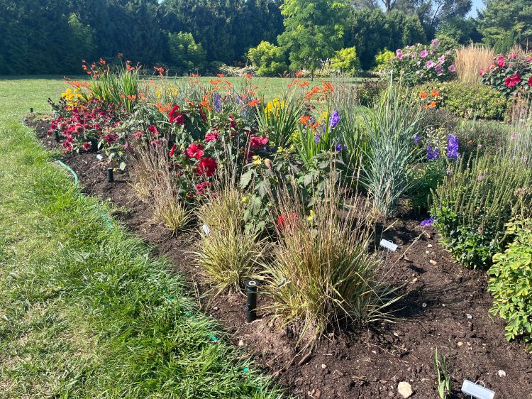Outdoor perennial border filled with a variety of colorful flowers including red dahlias, orange crocosmia, yellow blooms, purple delphiniums, and ornamental grasses under sunny skies.