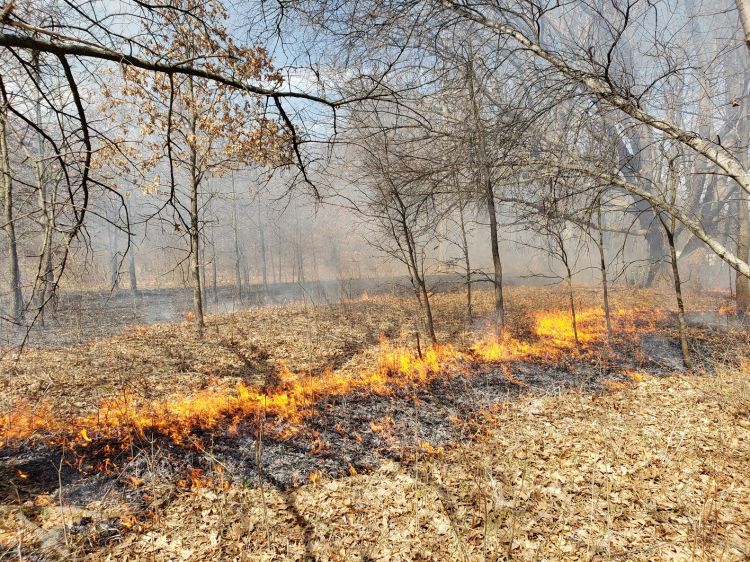 For decorative purposes.