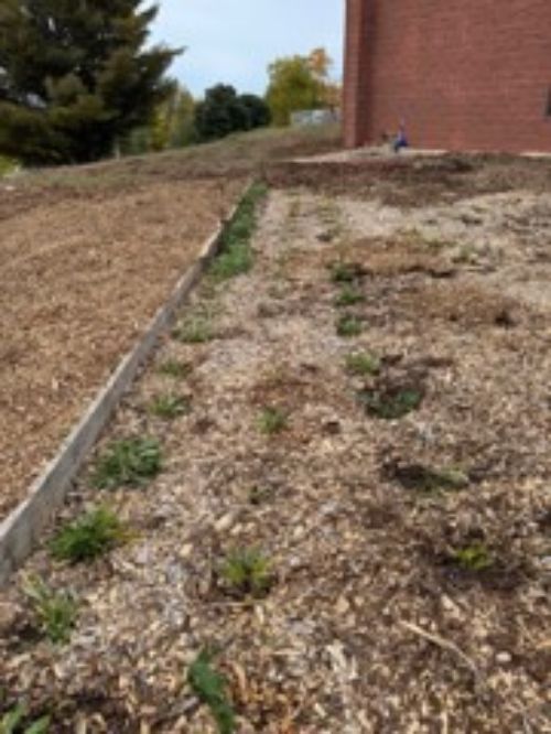 a flowerbed with new plants
