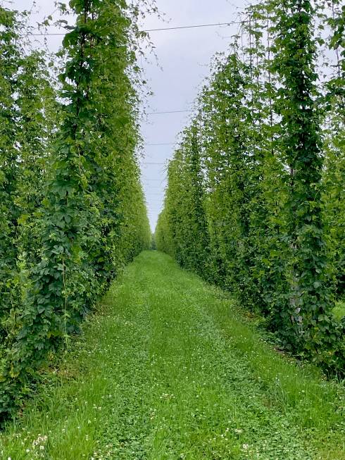 hop rows