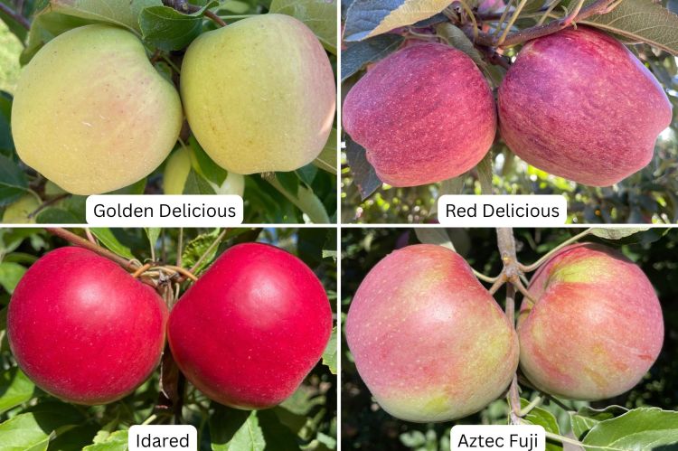 Four images of two sets of different kinds of apples, labeled Golden Delicious, Red Delicious, Idared and Aztec Fuji.