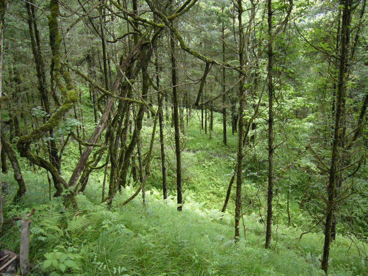 Secondary forest in Wolong Nature Reserve