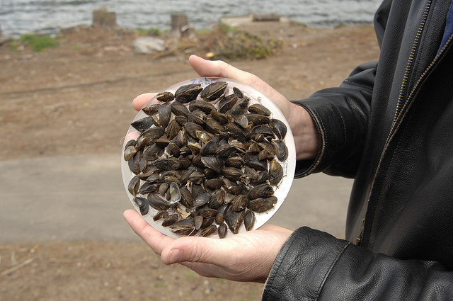 Zebra mussels.USDA photo by Bob Nichols.