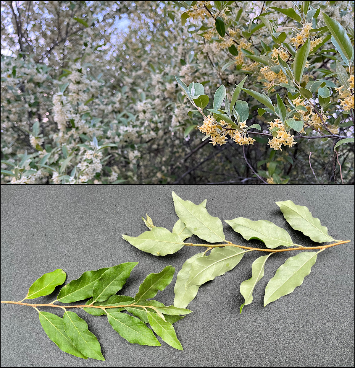 Several autumn olive shrubs.