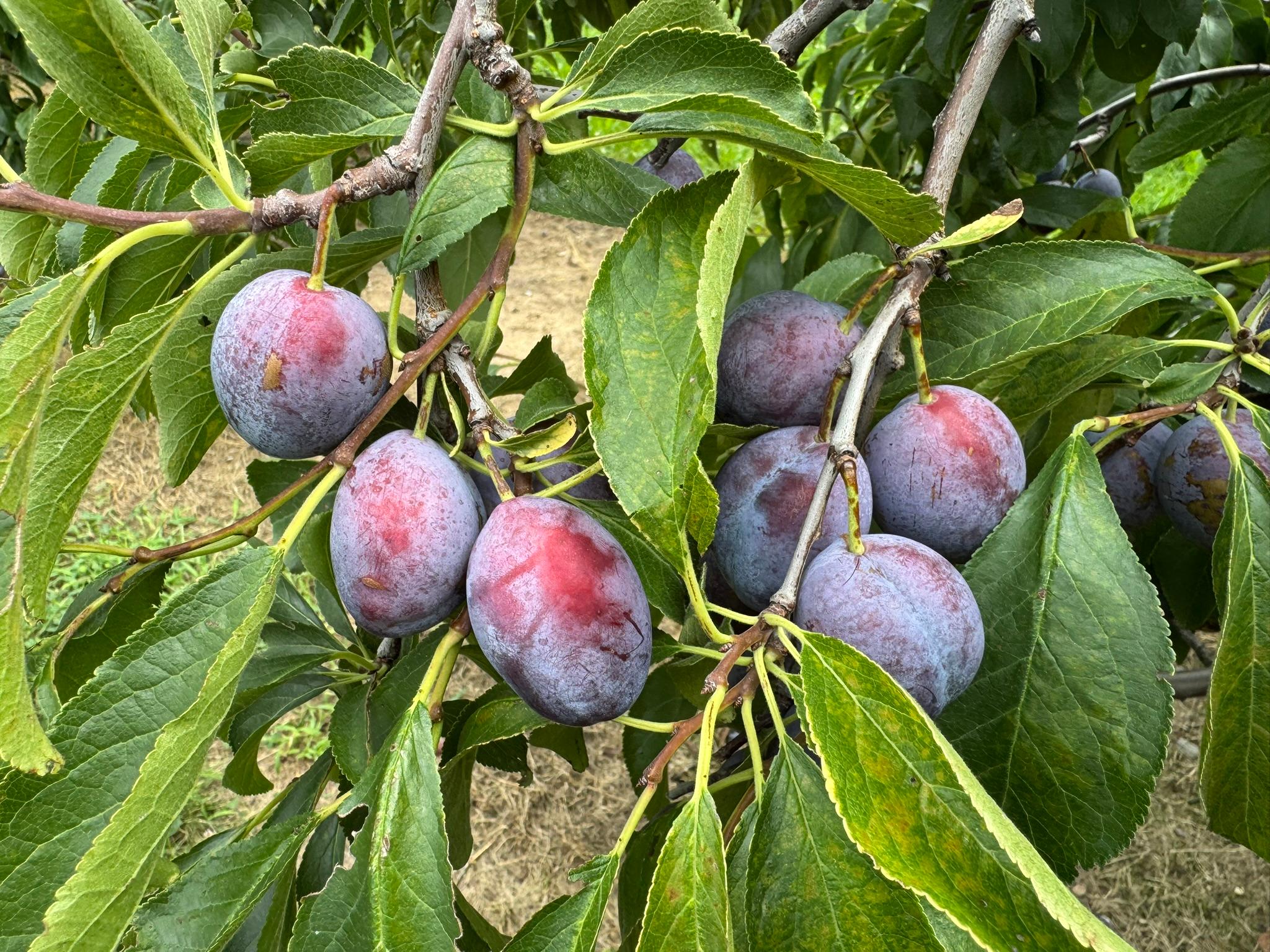 Dark purple Italian plums with a bluish bloom clustered on a tree branch, some showing red patches, surrounded by green leaves.