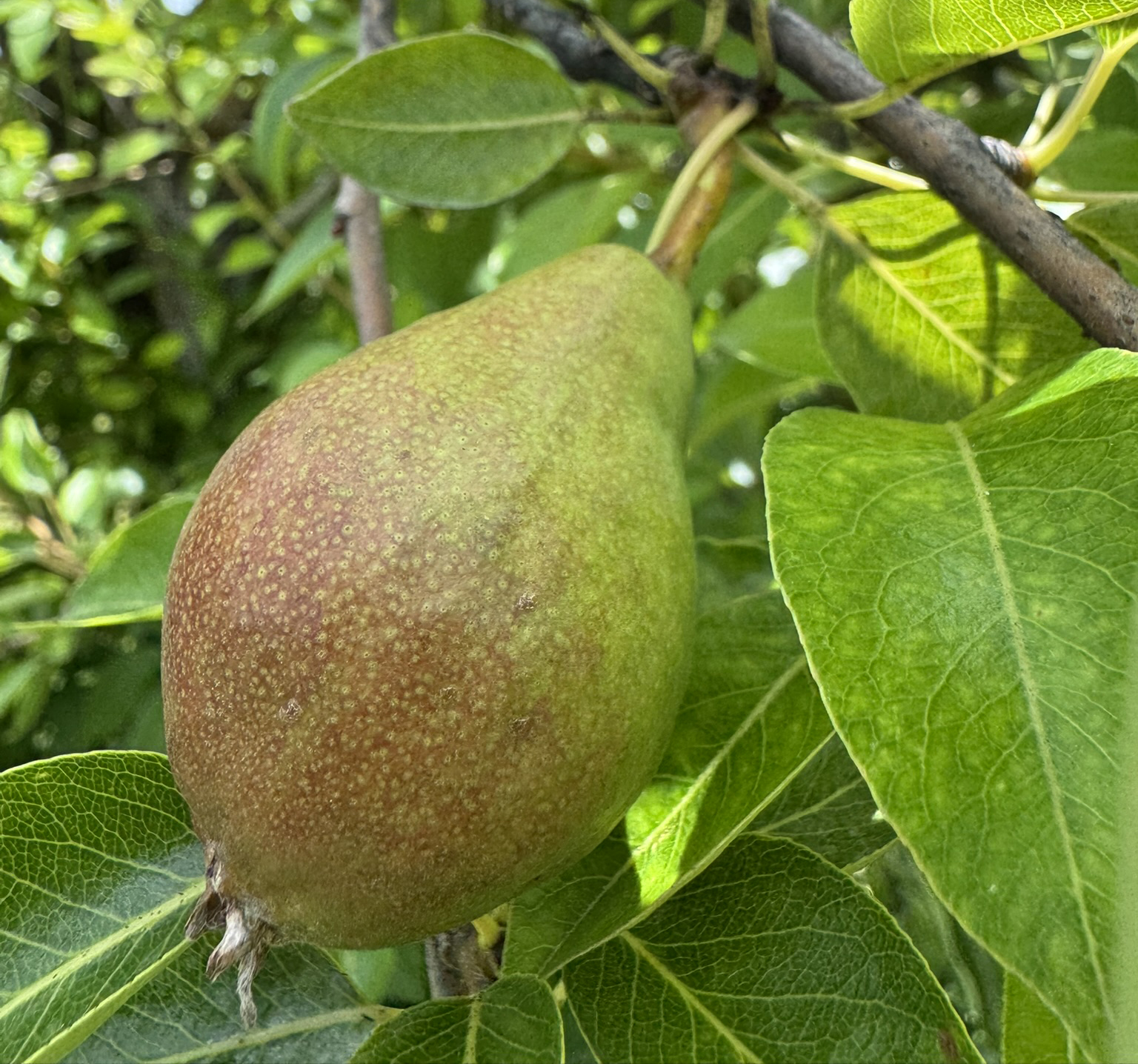 Close up of a Bartlett pear growing off a tree.