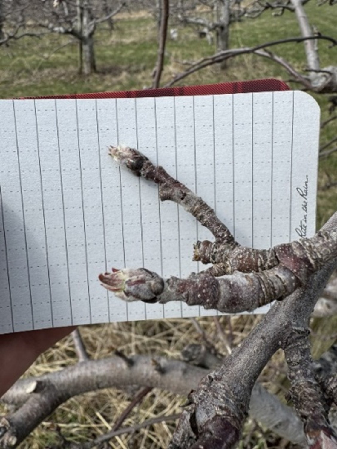 Closeup of buds forming on a pear tree.