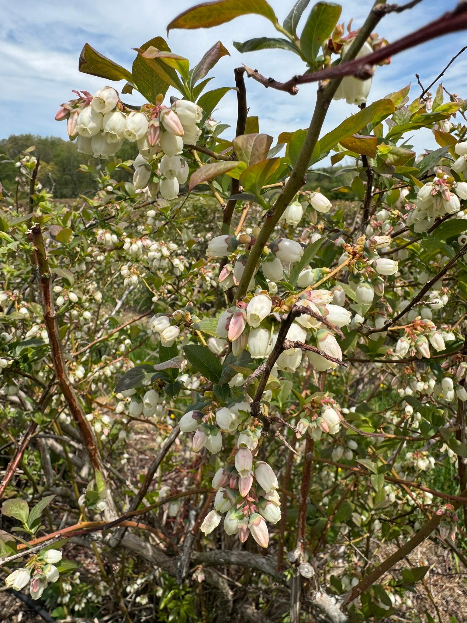 Blueberry_Early_Spicers_May12_2025.JPEG