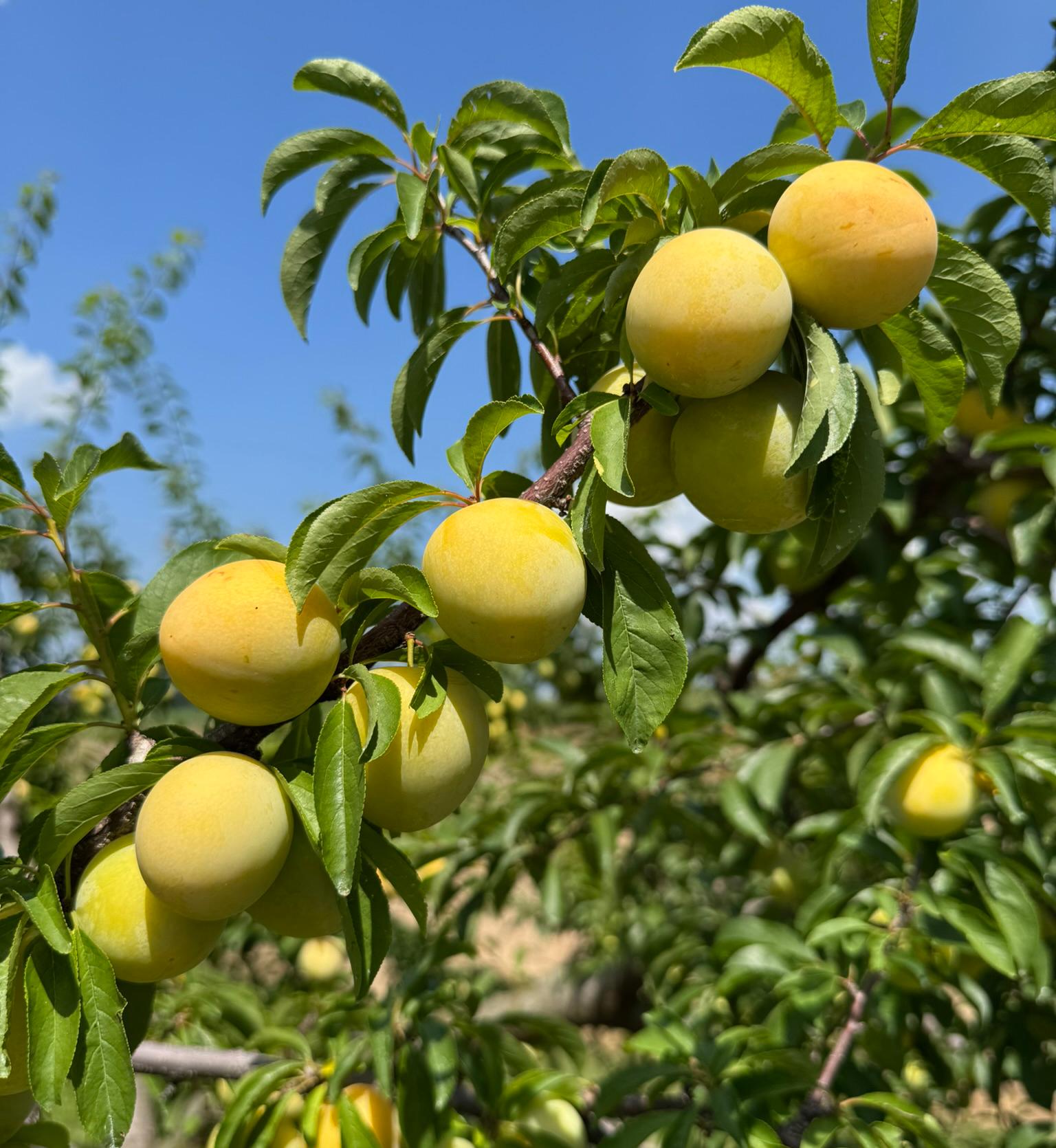 Multiple plum fruit hanging from a tree.