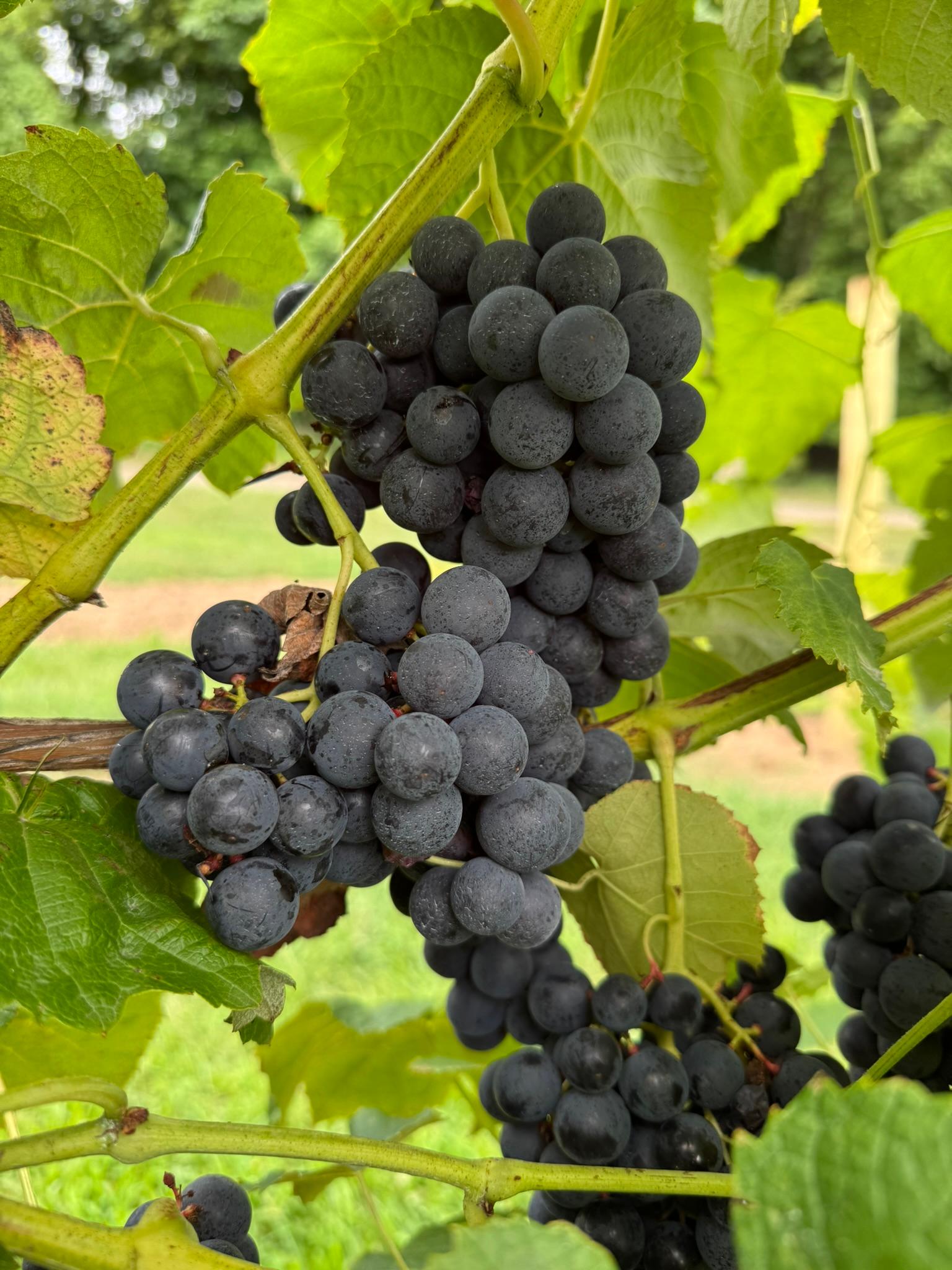 Grape_Canadice_Kapnicks_August20.JPEG