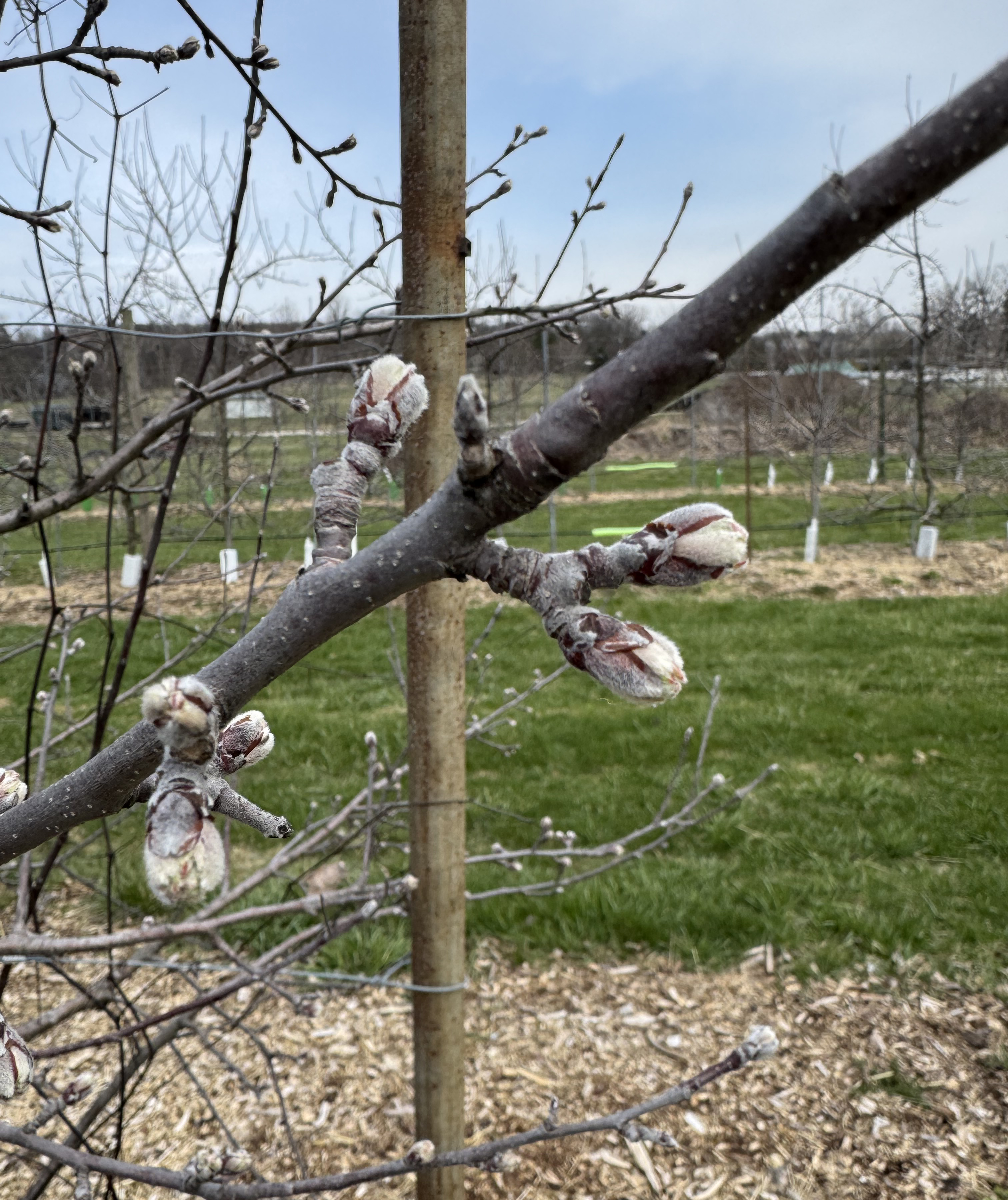 RubyMac apples at green tip growth stage.