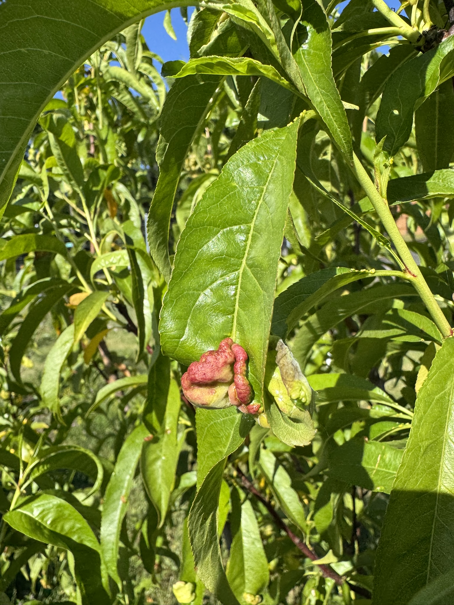 Dead, shriveled up leaves of a peach tree