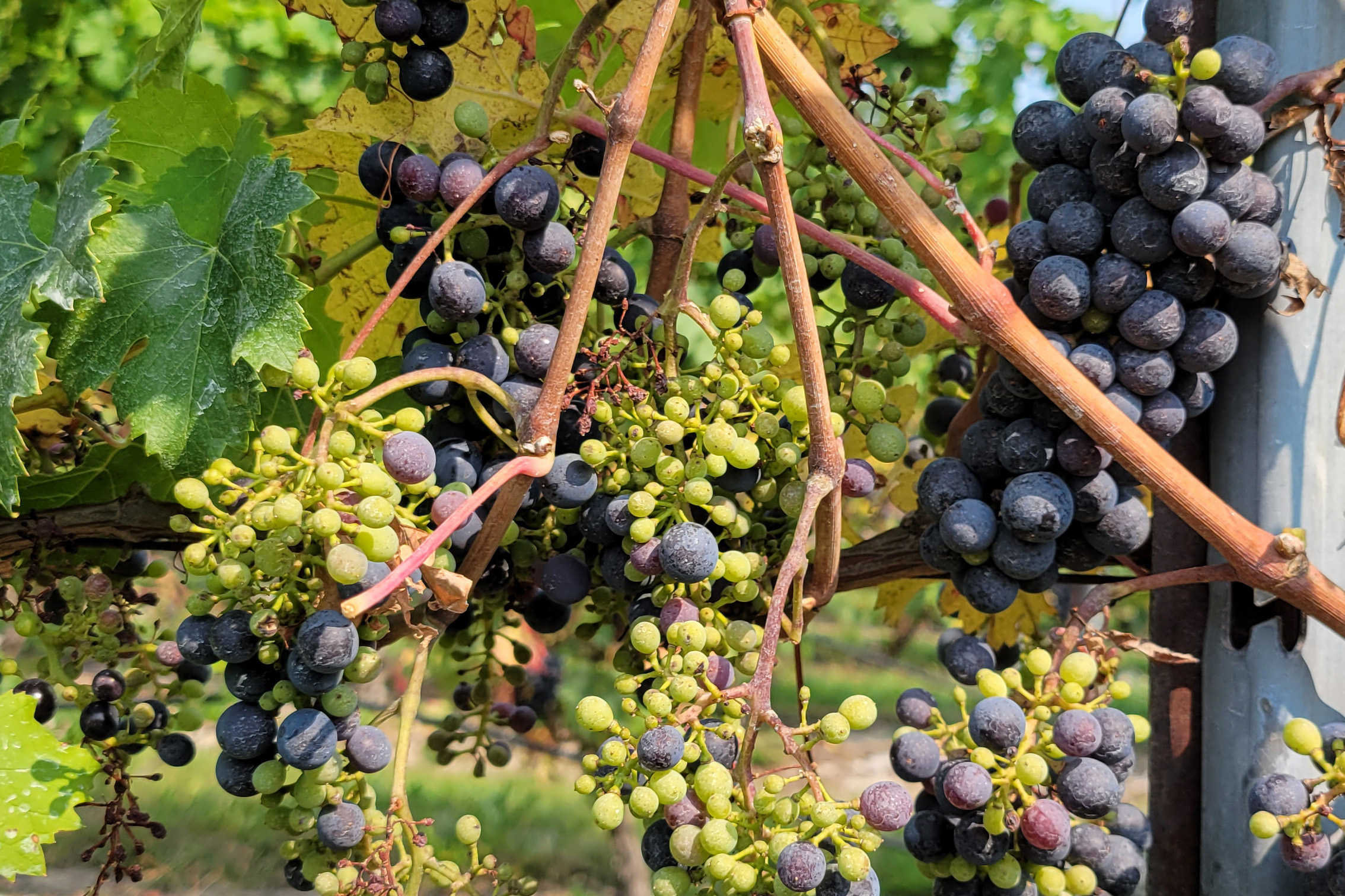 A bunch of grapes on a vine.