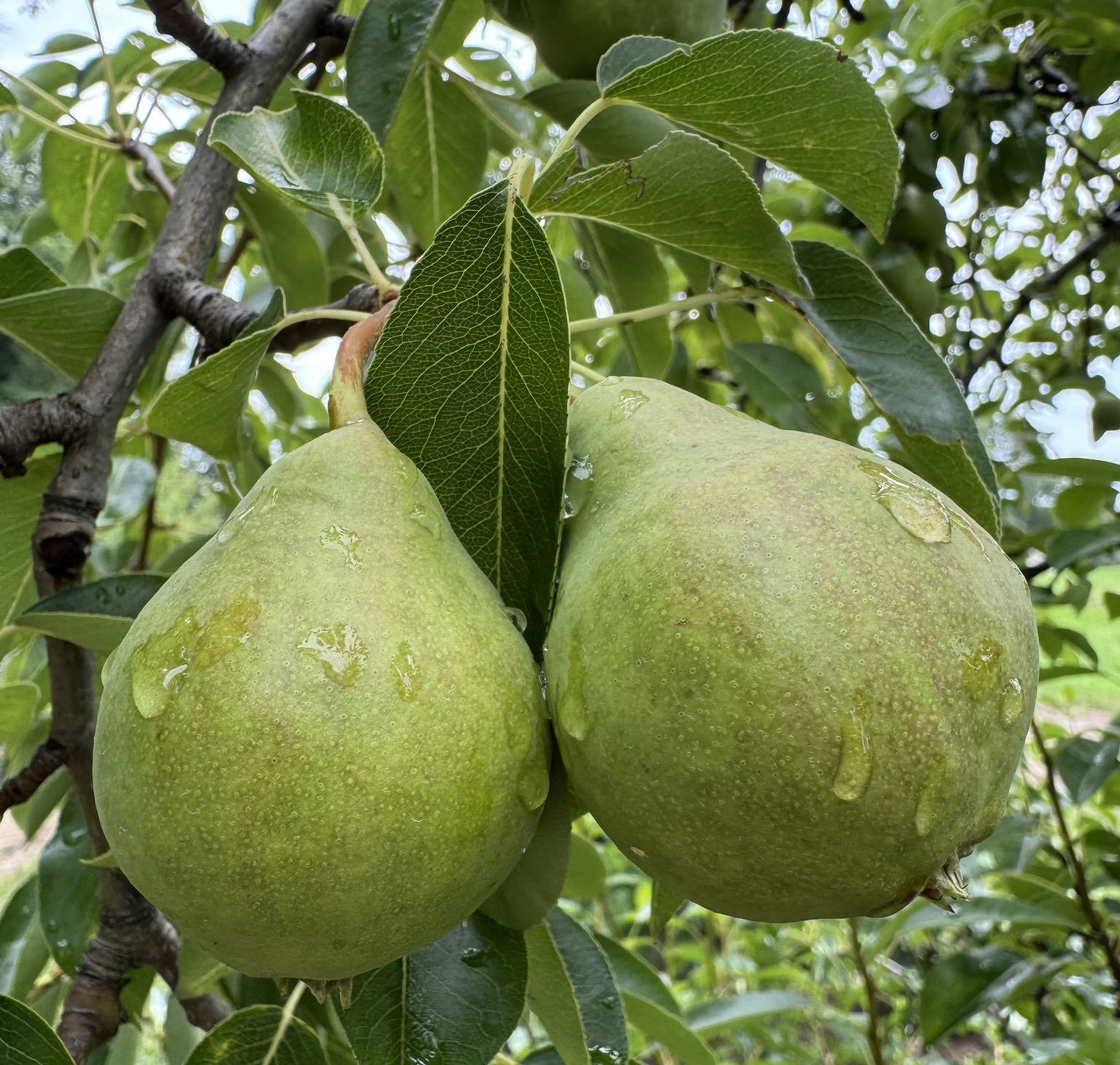 Two pears ripening alongside each other in a tree. 