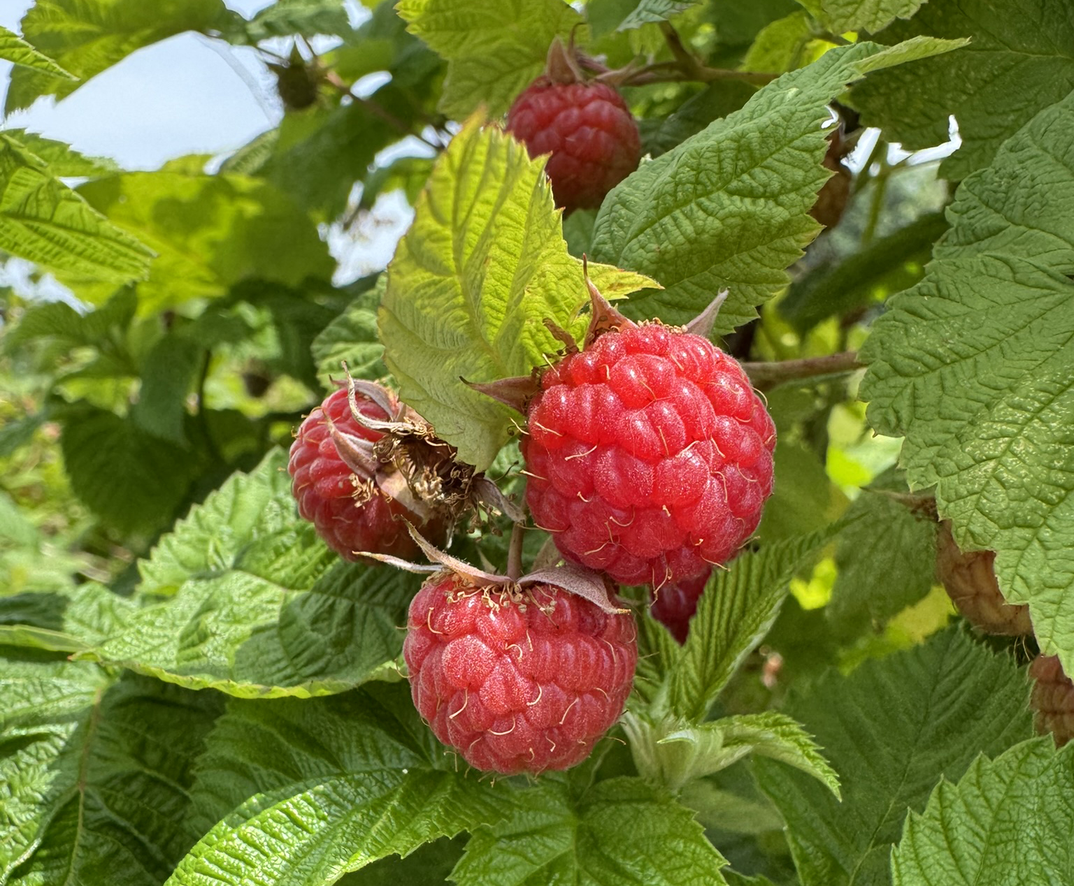 Summer raspberries ready to be picked.