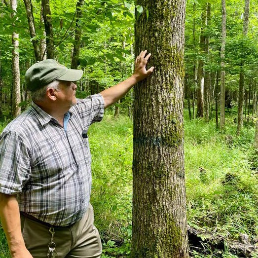 Man standing in a forest touching a mature ash tree surrounded by green woodland vegetation.