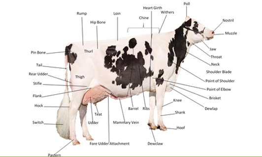 Parts of a dairy cow pointed out