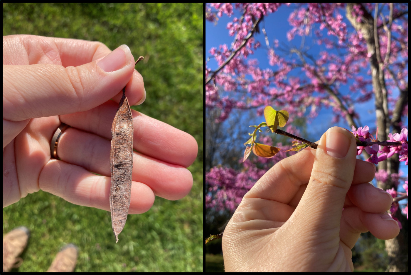 A hand holding a seed pod and another hand holding a thin branch with pink flowers.
