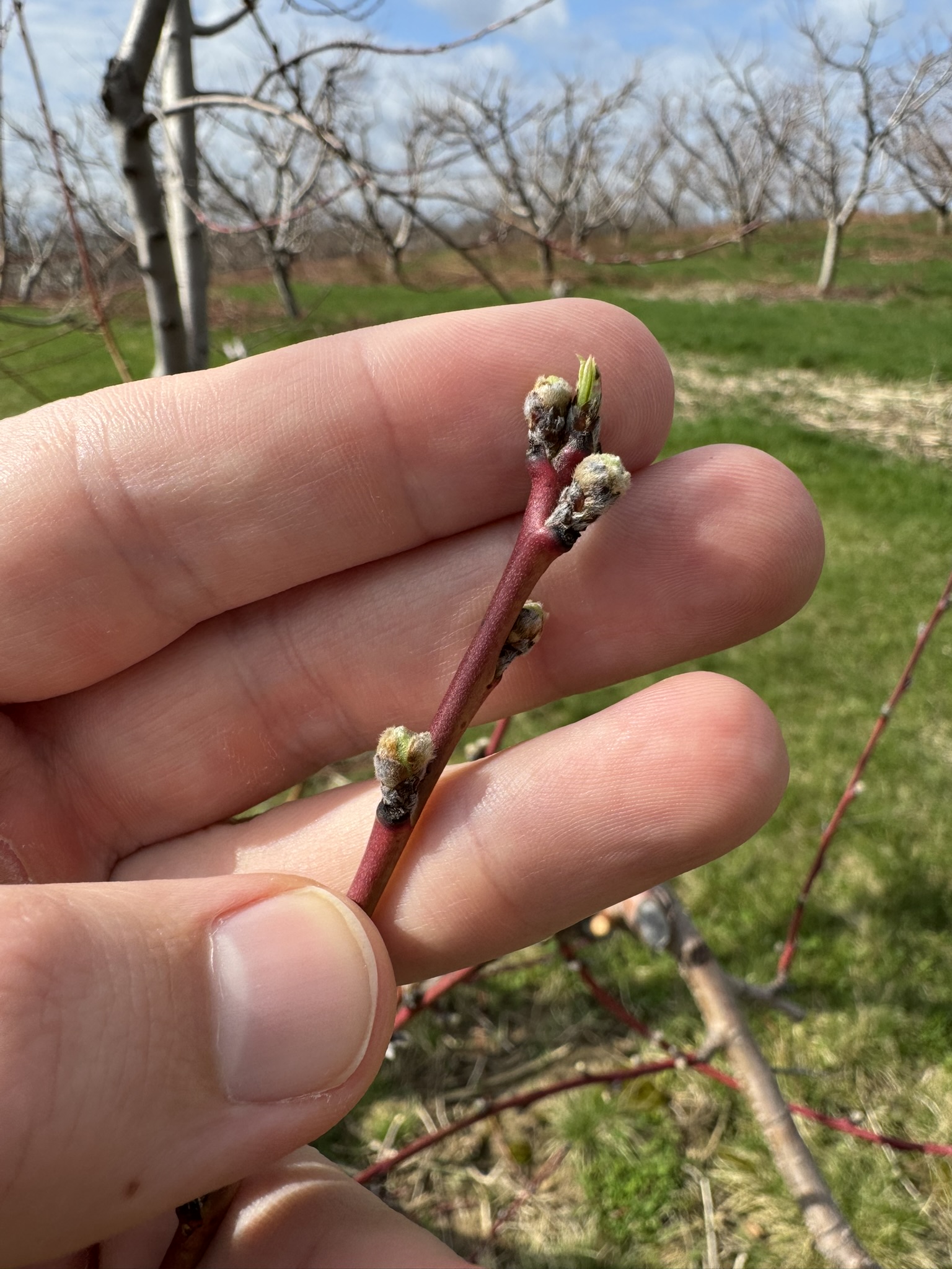 Peach_Westview_April_13_2026.JPEG